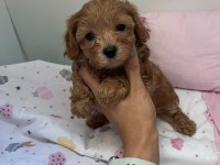 Anne Maltipoo Baba Toy Poodle Köpeğimiz