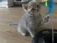 Yavru british shorthair