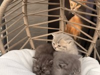 SÜTTEN KESİLMİŞ MİNİK BEBEK YAVRU KEDİLER