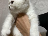 SCOTTİSH STRAİGHT KEDİMİZ YENİ YUVASINI ARIYOR