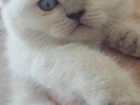 British shorthair bebeklerime güzel yuva arıyorum