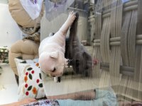 Rezerveye açık pilatinyum French bulldog