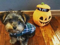 Yorkshire Terrier Yavrularımız