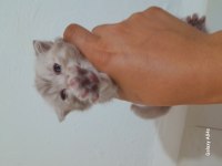 Yavru scottish fold