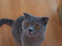 Erkek scottish fold british shorthair 2 yaşında