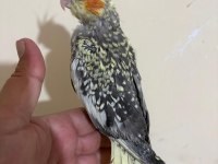 48 günlük full evcil PEARL SULTAN PAPAĞANI BEBEK