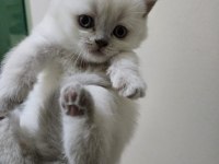 British shorthair blue point ve british gri yavrularım