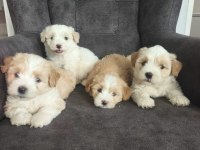 Maltipoo Bebekleri