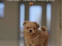 Kore Maltipoo