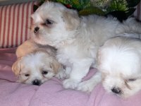 Shih tzu bebeklerimiz
