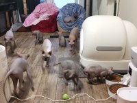 İzmir Sfenks Kedimiz İçin Ulaşın