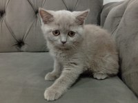 2.5 aylık dişi british shorthair