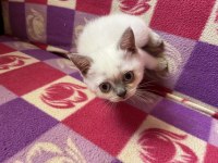 British shorthair yavru