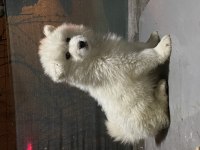 Kar beyaz Samoyed yavrular