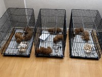 1 Haftaya Teslim Ev Üretimi Toy Poodle Bebekler