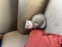 ÇOK GÜZEL SAFKAN YAVRU KEDİLER UYGUN
