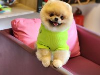Show Kalite 1 Yaş Pomeranian BOO En İyisi