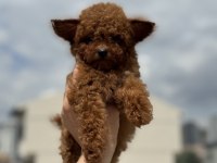 Yasal Ruhsatlı Çiftlikde Ziyarete Açık Tea Cup Poodle