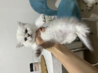 British Shorthair Dişi