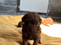 EN KALİTELİ POODLE YAVRULARI