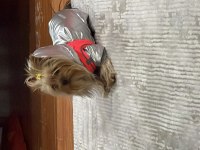 Yorkie terrier eğitimli kızımız
