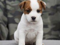 FCI şecereli safkan 2 dişi yavru köpeğimiz aile arıyor