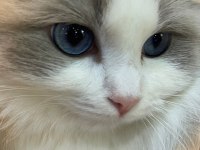 Ragdoll dişi kedime eş arıyorum