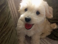 Çok tatlı maltese