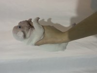 A KALİTE ERKEK YAVRU FRENCH BULLDOG
