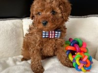 Irk Ve Sağlık Garantili Toy Poodle