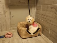 Yavru Dişi Maltese Terrier