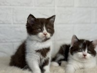 Özel CİNNAMON VE BİCOLOR british shorthair kalite sevenlere