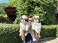 Shih Tzu Yavrularımız