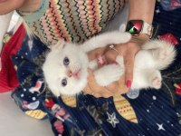 2 Aylık Safkan Scottish Fold Bebekler