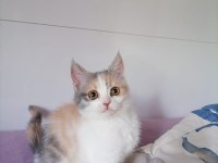 Chinchilla tekir melezi