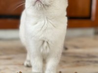 Show kalite british shorthair yavrular