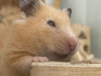 Hamster ve eşyaları