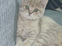 3 aylık erkek oynak ve tatlı bir kedidir