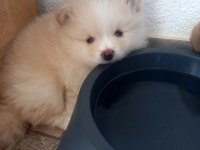 İki pomeranian yavrumuza aile arıyorum