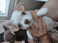 Sevimli chihuahua kardeşler