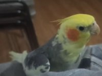 Konuşan papağanımız full evcil paşa