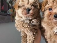 Kilo Garantili Irkının En İyileri Maltipoo