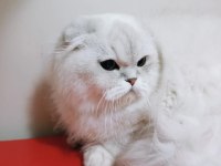 Scottish fold