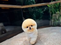 Safkan Oyuncu Kore Pomeranian Yavrularımız