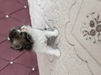 Kendi kedimizin yavrusu