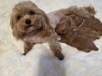 Maltipoo Yavrularımız 