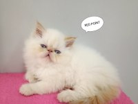 İRAN PERSİAN SAFKAN SIFIR BURUN MAVİ GÖZ