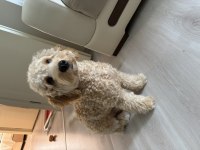 7 aylık poodle