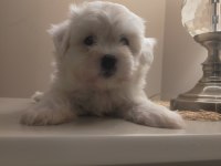 Ev Doğumu Sıfır Numara Maltese Terrier Yavrular