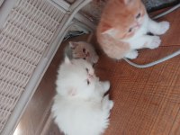 Sari beyaz kedimiz